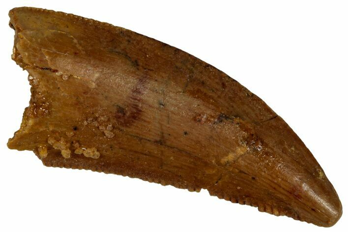 Serrated, Raptor Tooth - Real Dinosaur Tooth #295959